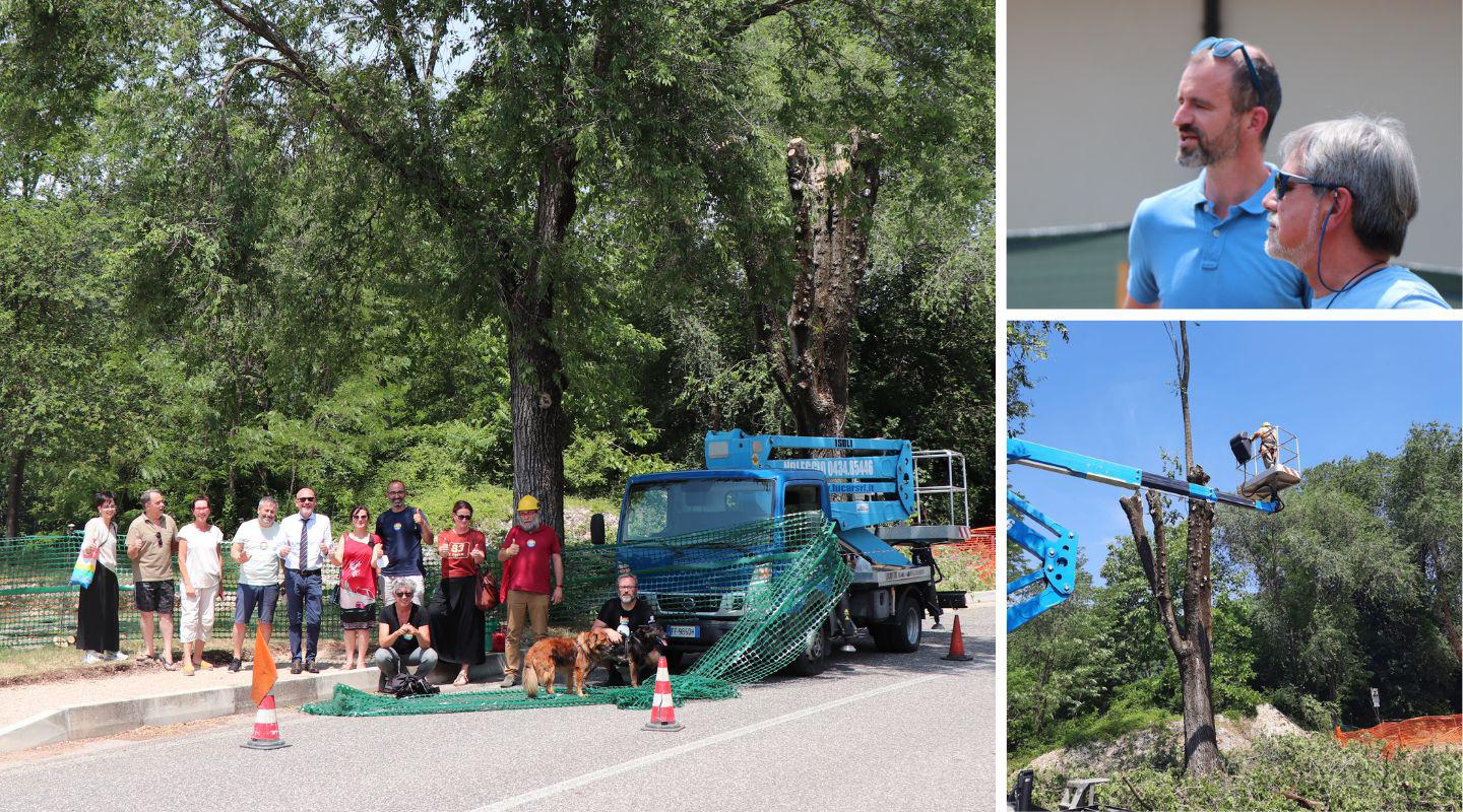 Copertina per «Non toccate gli alberi», stop al cantiere del Gect in via Cordaioli